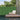 Artificial Grass Wall Panels, Topiary Gardenia Shrub Grass Panels, Sun-Protective Wall Backdrop - PatiojoyAU