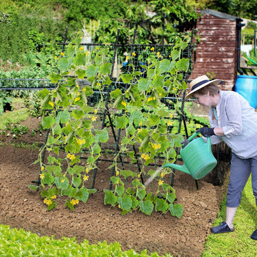 190cm x 80cm Cucumber Trellis for Raised Bed
