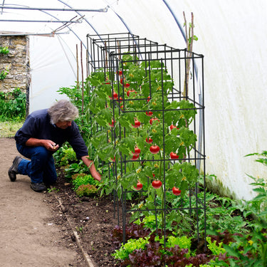4 Pack Tomato Cage, Trellises for Climbing Plants, Peppers, Vines