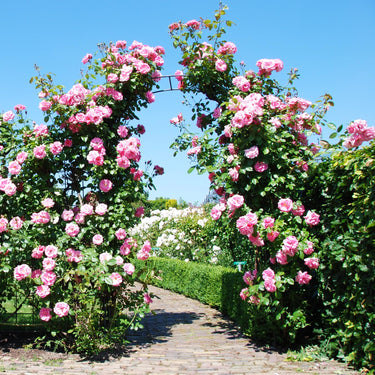 Metal Garden Arch, 240 cm Backdrop Stand for Various Climbing Plants, Assembly Freely Pergola Arbor - PatiojoyAU