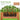 Raised Garden Bed 100 x 50 x 99 cm Outdoor Fir Wood Planter Box with Storage Shelf