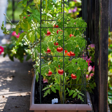 4 Pack Tomato Cage, Trellises for Climbing Plants, Peppers, Vines